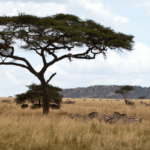 Doğal Seçilim Nedir?