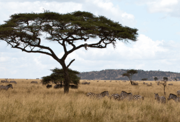 Doğal Seçilim Nedir?
